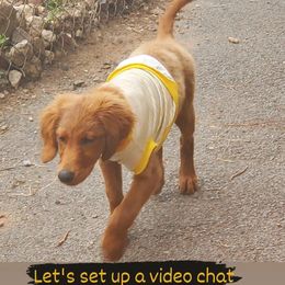Goldendoodle Puppies from Westmorelandislandpups