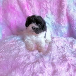 Stache - Black and white male Cavapoo puppy in Knoxville, Tennessee from Rocky Top Cavapoos