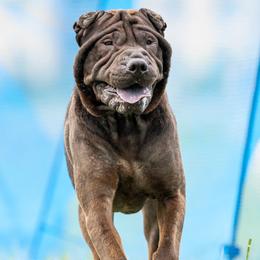 Bao - Chinese Shar-Pei
