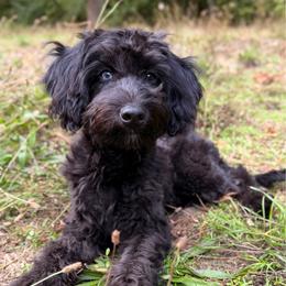 Clarice - Black and white female Aussiedoodle puppy in Mulino, Oregon from Korbella Farm