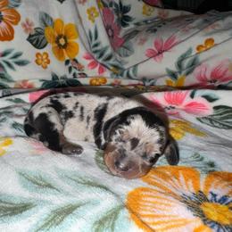 Dapple 1 - Dapple male Dachshund puppy in Magnolia, Texas from J&R Macias Dachshunds
