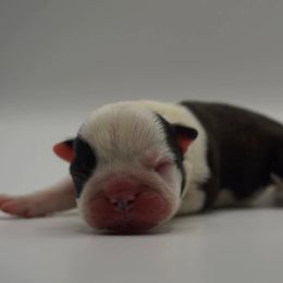 Slushie - Black brindle and white female Boston Terrier puppy in Youngstown, Pennsylvania from Kingston Boston Terriers