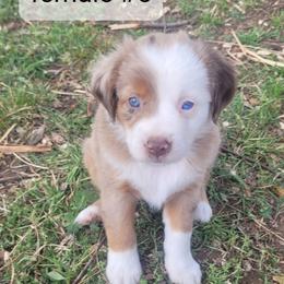 Daisy - Red merle female Miniature Australian Shepherd puppy in Independence, Kansas from Rutland Aussies