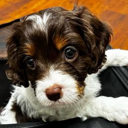 Green Boy - Tri-color male Cavapoo puppy in Travelers Rest, South Carolina from Bailey Mountain Doodles