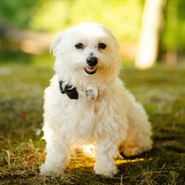 Cooper - Maltese