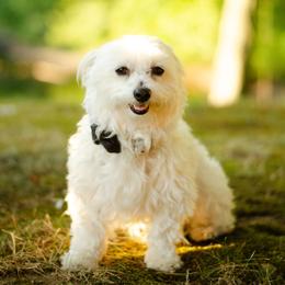 Cooper - Maltese
