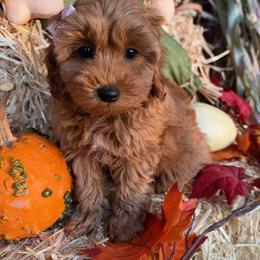 Autumn - Red  female Goldendoodle puppy in Mapleton, Utah from Skyridge Doodles
