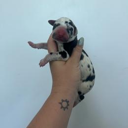 Merlot - Harlequin female Great Dane puppy in Miami, Florida from RP DANES