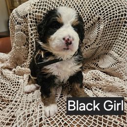 Black - Black rust and white female Bernese Mountain Dog puppy in Myrtle Point, Oregon from Nugents Bernese Mountain Dogs