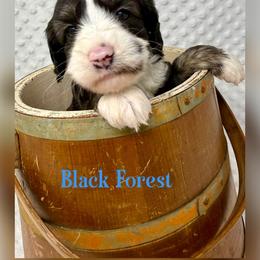 Black Forest - Black and chalk male Australian Labradoodle puppy in Sacramento, California from Delta Breeze Labradoodles