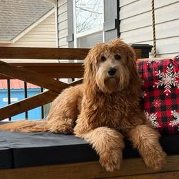 Daphne - Goldendoodle