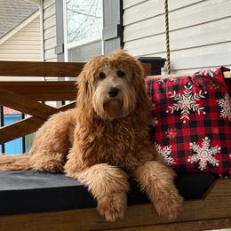 Daphne - Goldendoodle