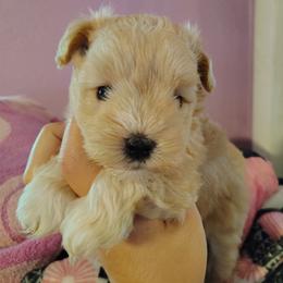 Leo - Wheaten male Miniature Schnauzer puppy in Florida from Central Florida Schnauzers