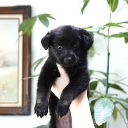 Tundra - Bi-color female German Shepherd puppy in Coarsegold, California from Yosemite Shepherds