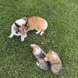 Pembroke Welsh Corgi Puppies from Sugarbush Corgis