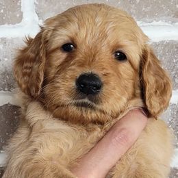 Harley - Goldendoodle puppy in Peoria, Arizona from Sonoran Desert Doods