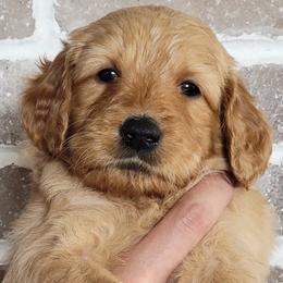 Harley - Goldendoodle puppy in Peoria, Arizona from Sonoran Desert Doods