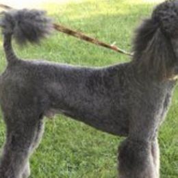 Poodles from Illini Spirit Standard Poodles