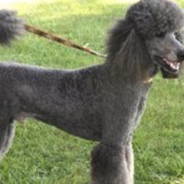 Poodles from Illini Spirit Standard Poodles