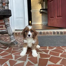 Jacob - Red male Cavapoo puppy in Mint Hill, North Carolina from DoodleForever