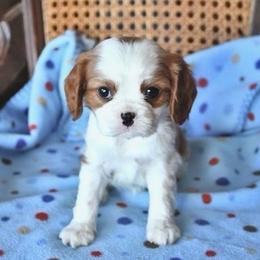 Adele - Blenheim female Cavalier King Charles Spaniel puppy in San Jose, California from Alpine Meadows Cavaliers
