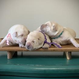Aqua - Yellow female Labrador Retriever puppy in Pendleton, South Carolina from DogSmith Purebreds