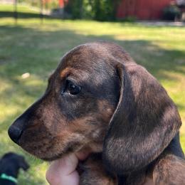 Pink - Wild boar female Dachshund puppy in Stevensville, Montana from LynnHaven Ranch Dachshunds
