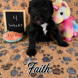 Faith - Black female Sheepadoodle puppy in Glen Rose, Texas from Clevenger’s Sheepadoodle Fur Baby Farm