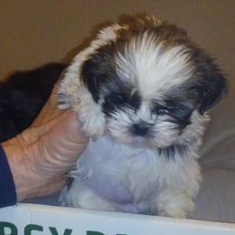 Shih Tzus from So Cal Shih Tzu