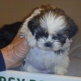 Shih Tzus from So Cal Shih Tzu