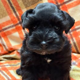 Camden - Black female Miniature Schnauzer puppy in Russell, Kentucky from Marjorie's Simply Schnauzer