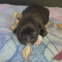Girl 1 - Black female Shih Tzu puppy in White Pigeon, Michigan from Kathys Yorkie and Shih-tzu Cuties