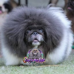 Pekingese Puppies from Color Me Bad Pekingese