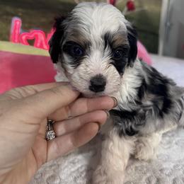 Romeo - male Australian Mountain Doodle puppy in Lincoln, Nebraska from GRand Doodles