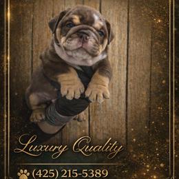 Beefy - Chocolate tri-color male Bulldog puppy in Marysville, Washington from BulldogWA