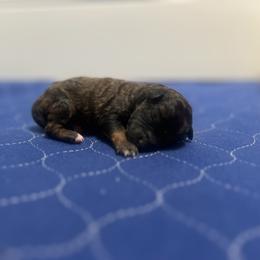 Tundra - Sable female Poodle puppy in Quitman, Mississippi from P&D Palace