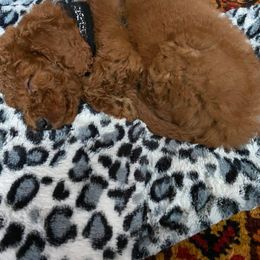 Goldendoodle Puppies from My Darlin Doodles
