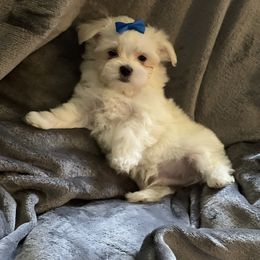 Maltese Puppies from California AKC Maltese
