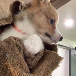 Pembroke Welsh Corgi Puppies from Southern Corgi