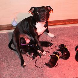 Staffordshire Bull Terrier Puppies from Ol'Wood Stafford's