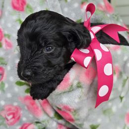 Vaida (aka darth vaida) - Black and white female Aussiedoodle puppy in Louisville, Kentucky from Louisville Doodles