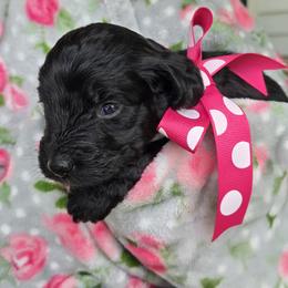 Vaida (aka darth vaida) - Black and white female Aussiedoodle puppy in Louisville, Kentucky from Louisville Doodles
