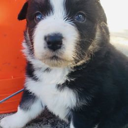 Boy 7 - male Australian Shepherd puppy in Nezperce, Idaho from Willow Creek Farm
