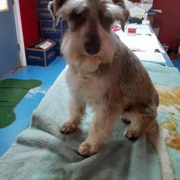 Dakota - Miniature Schnauzer