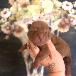 Arrow - Brown male Chinese Shar-Pei puppy in Lehigh Acres, Florida from Florida Wrinkles