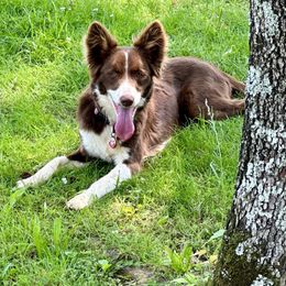 Darby - Border Collie