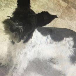 Herr Leban - Miniature Schnauzer
