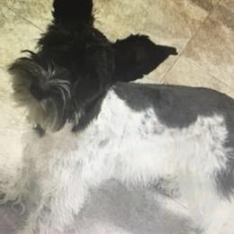 Herr Leban - Miniature Schnauzer
