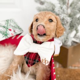 Goldendoodle Puppies from Summer Sun Doodles