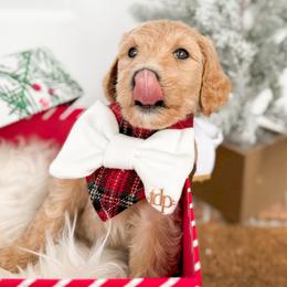 Goldendoodle Puppies from Summer Sun Doodles